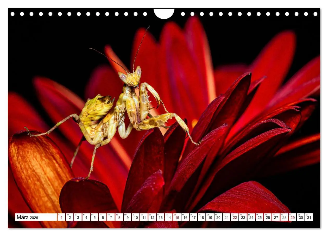 Bild: 9783457246375 | Im Bann der Mantis (Wandkalender 2026 DIN A4 quer), CALVENDO...