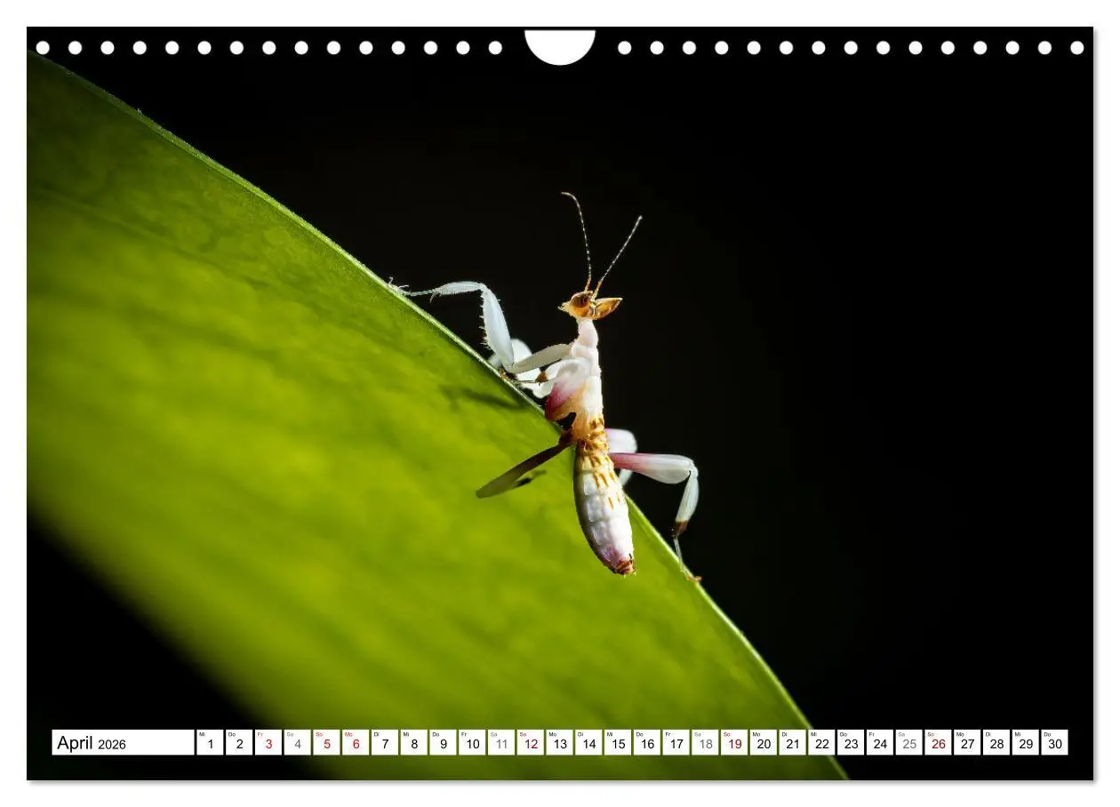 Bild: 9783457246375 | Im Bann der Mantis (Wandkalender 2026 DIN A4 quer), CALVENDO...
