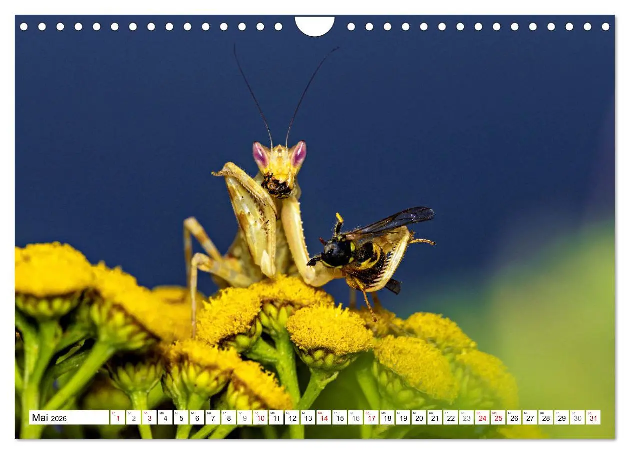 Bild: 9783457246375 | Im Bann der Mantis (Wandkalender 2026 DIN A4 quer), CALVENDO...