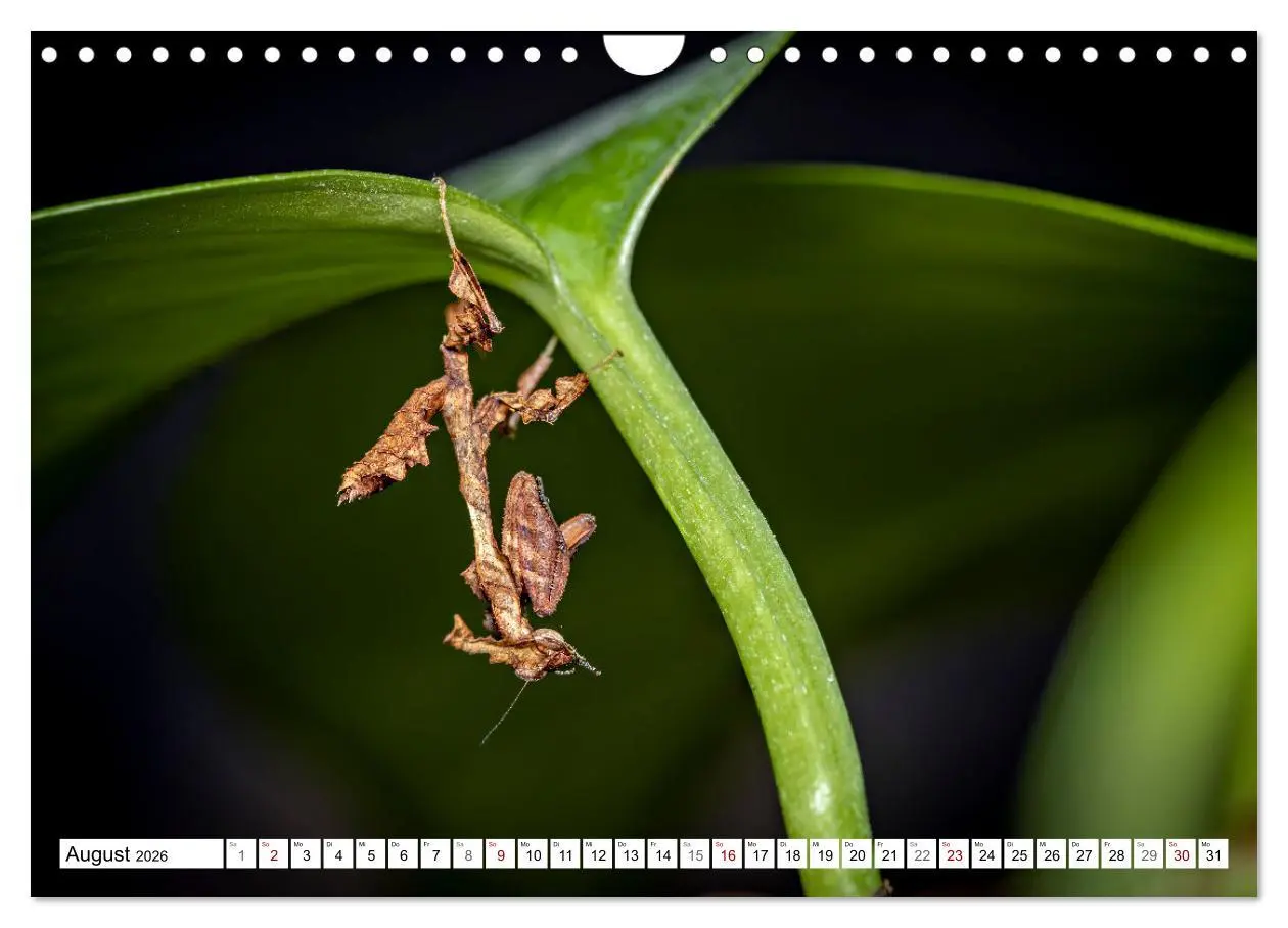 Bild: 9783457246375 | Im Bann der Mantis (Wandkalender 2026 DIN A4 quer), CALVENDO...