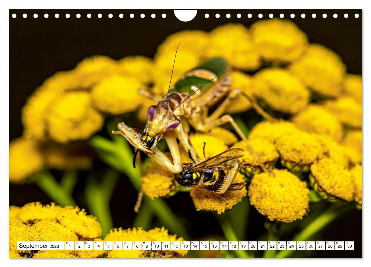 Bild: 9783457246375 | Im Bann der Mantis (Wandkalender 2026 DIN A4 quer), CALVENDO...