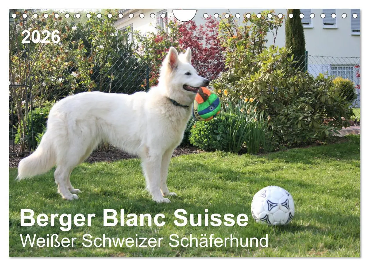 Cover: 9783457796375 | Berger Blanc Suisse - Weißer Schweizer Schäferhund (Wandkalender...