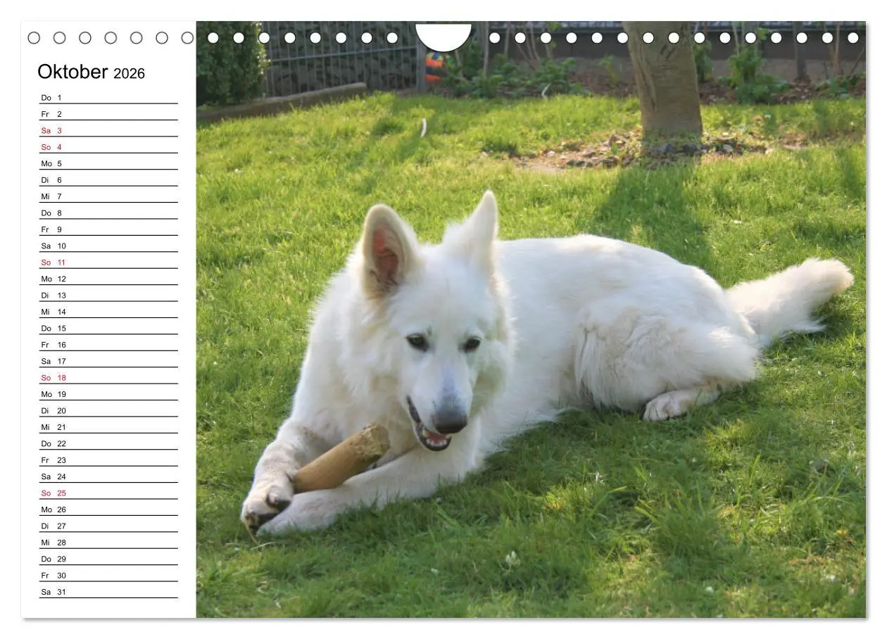 Bild: 9783457796375 | Berger Blanc Suisse - Weißer Schweizer Schäferhund (Wandkalender...
