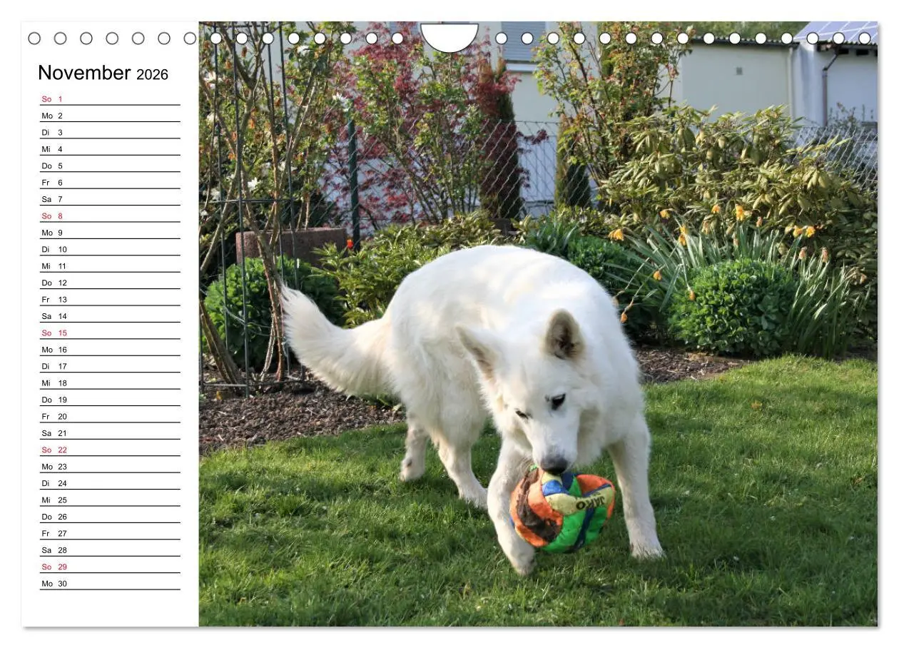 Bild: 9783457796375 | Berger Blanc Suisse - Weißer Schweizer Schäferhund (Wandkalender...