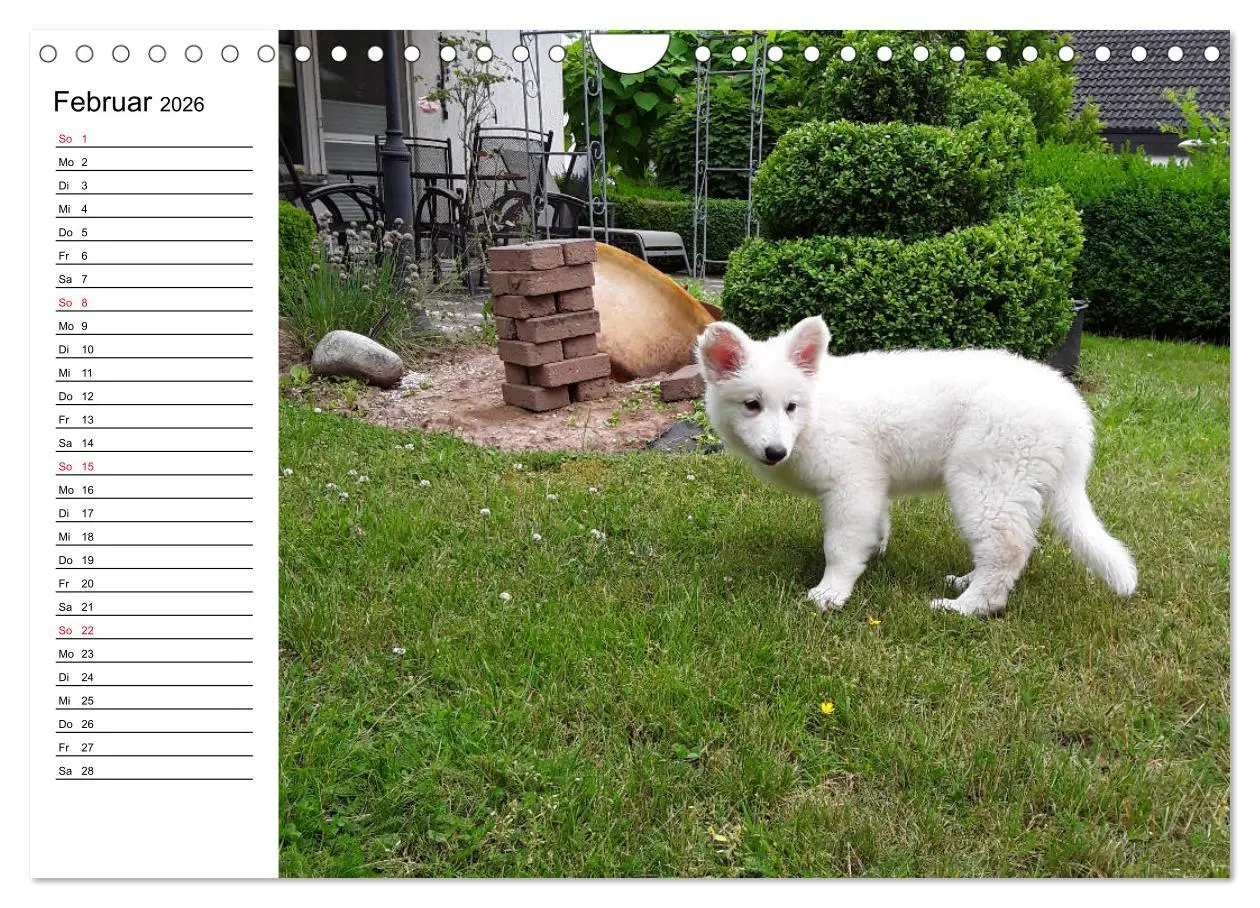 Bild: 9783457796375 | Berger Blanc Suisse - Weißer Schweizer Schäferhund (Wandkalender...