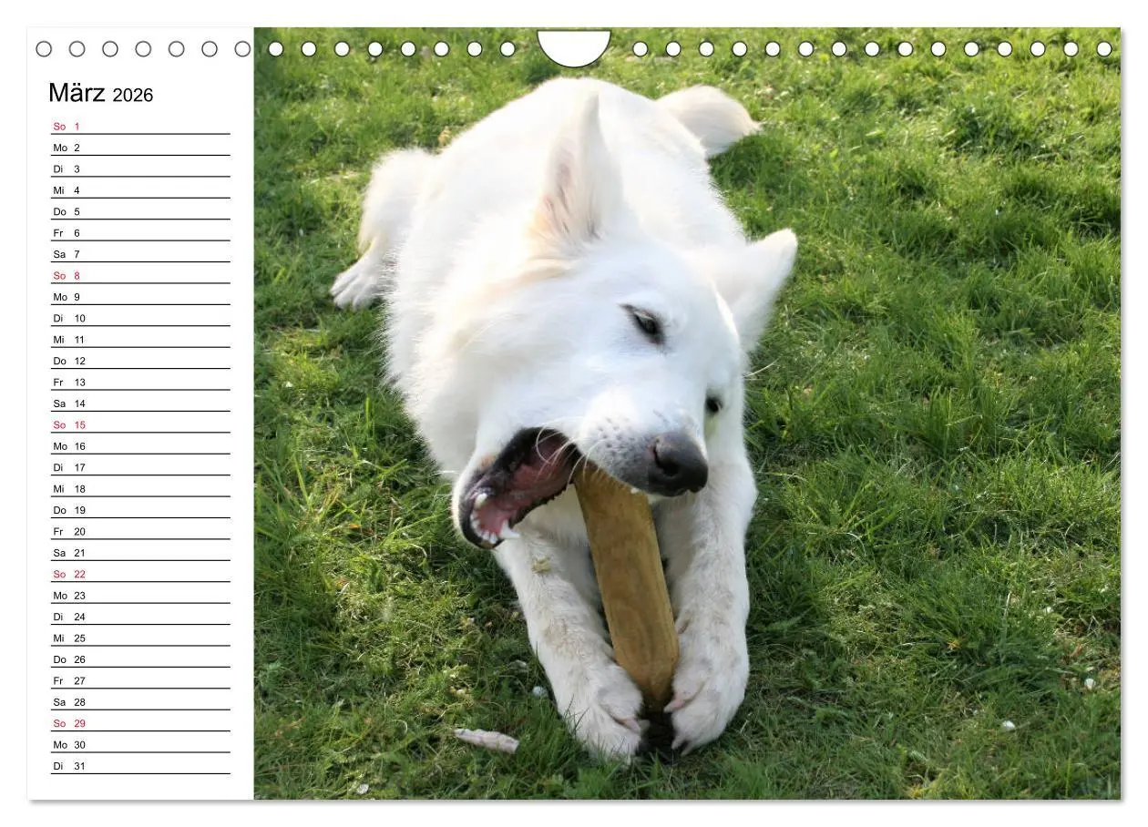 Bild: 9783457796375 | Berger Blanc Suisse - Weißer Schweizer Schäferhund (Wandkalender...