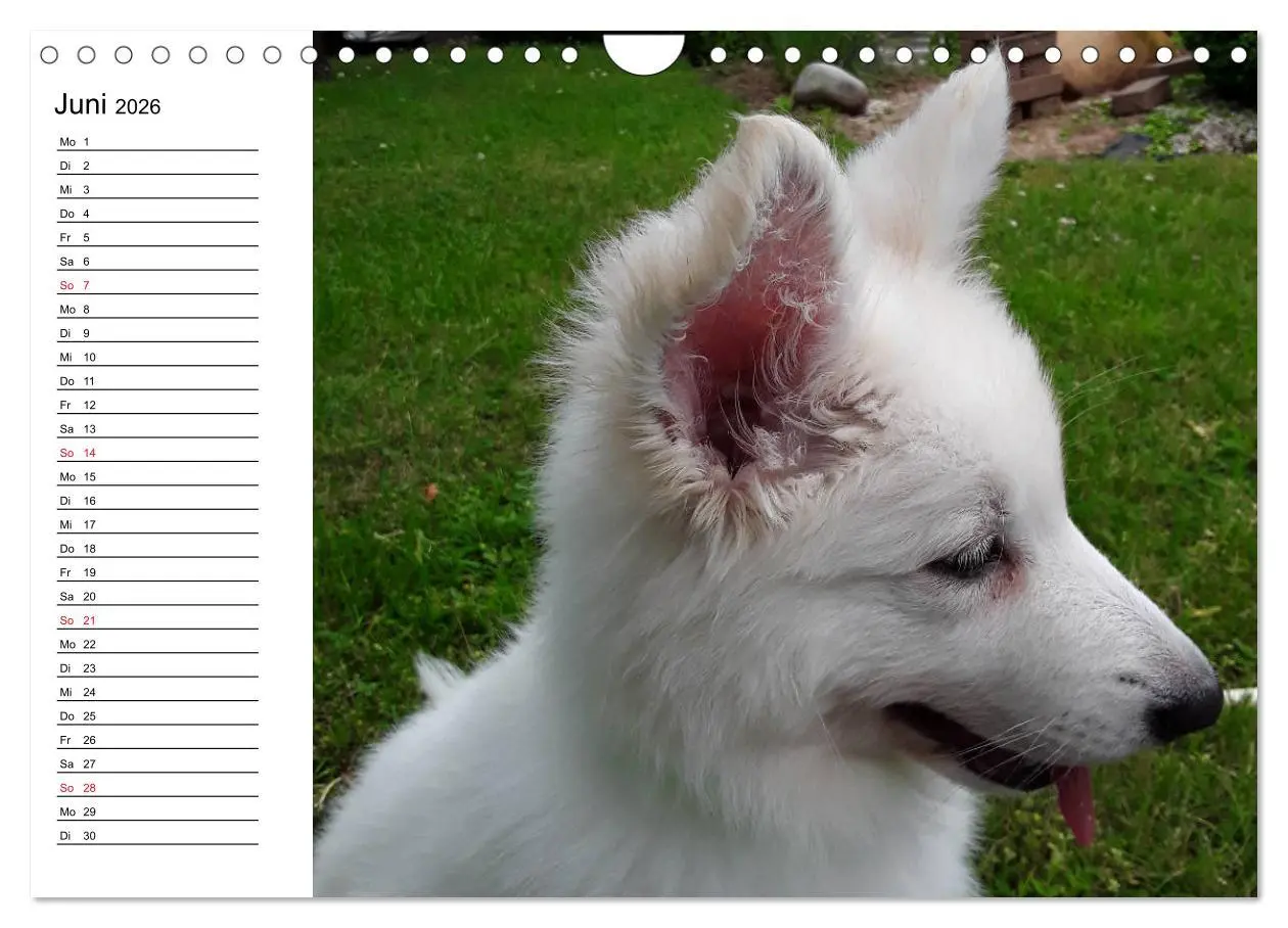 Bild: 9783457796375 | Berger Blanc Suisse - Weißer Schweizer Schäferhund (Wandkalender...