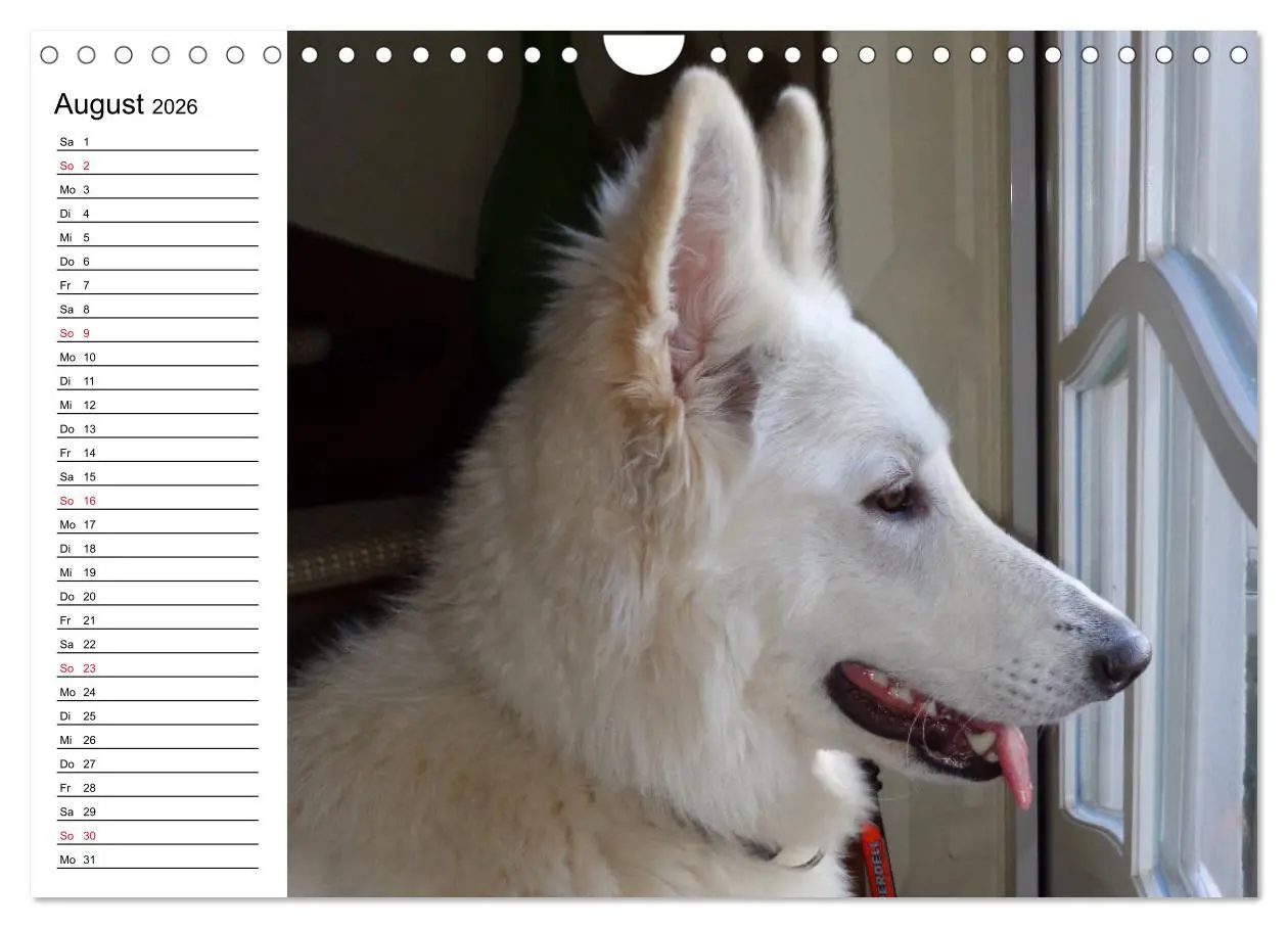 Bild: 9783457796375 | Berger Blanc Suisse - Weißer Schweizer Schäferhund (Wandkalender...