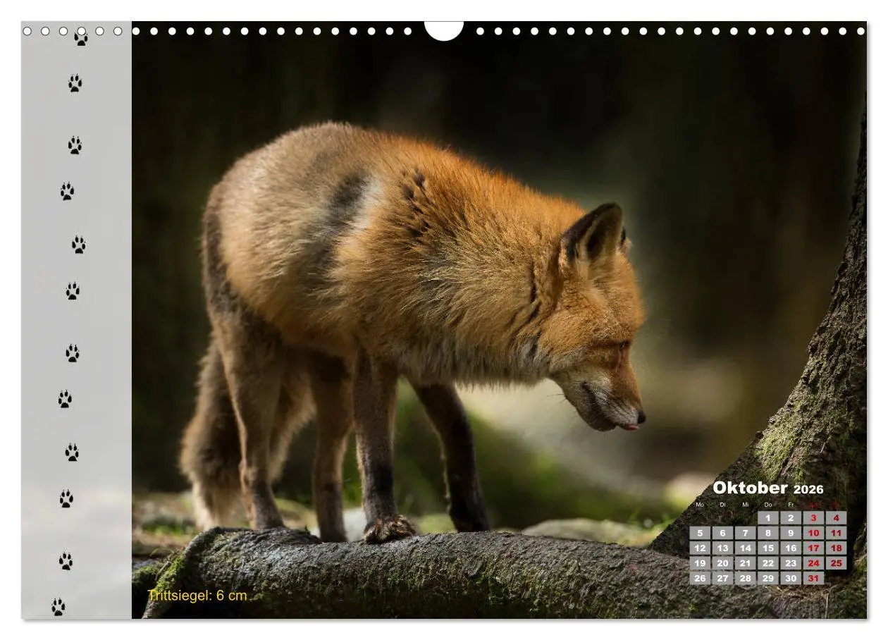 Bild: 9783457866375 | Tierspuren in der Natur (Wandkalender 2026 DIN A3 quer), CALVENDO...