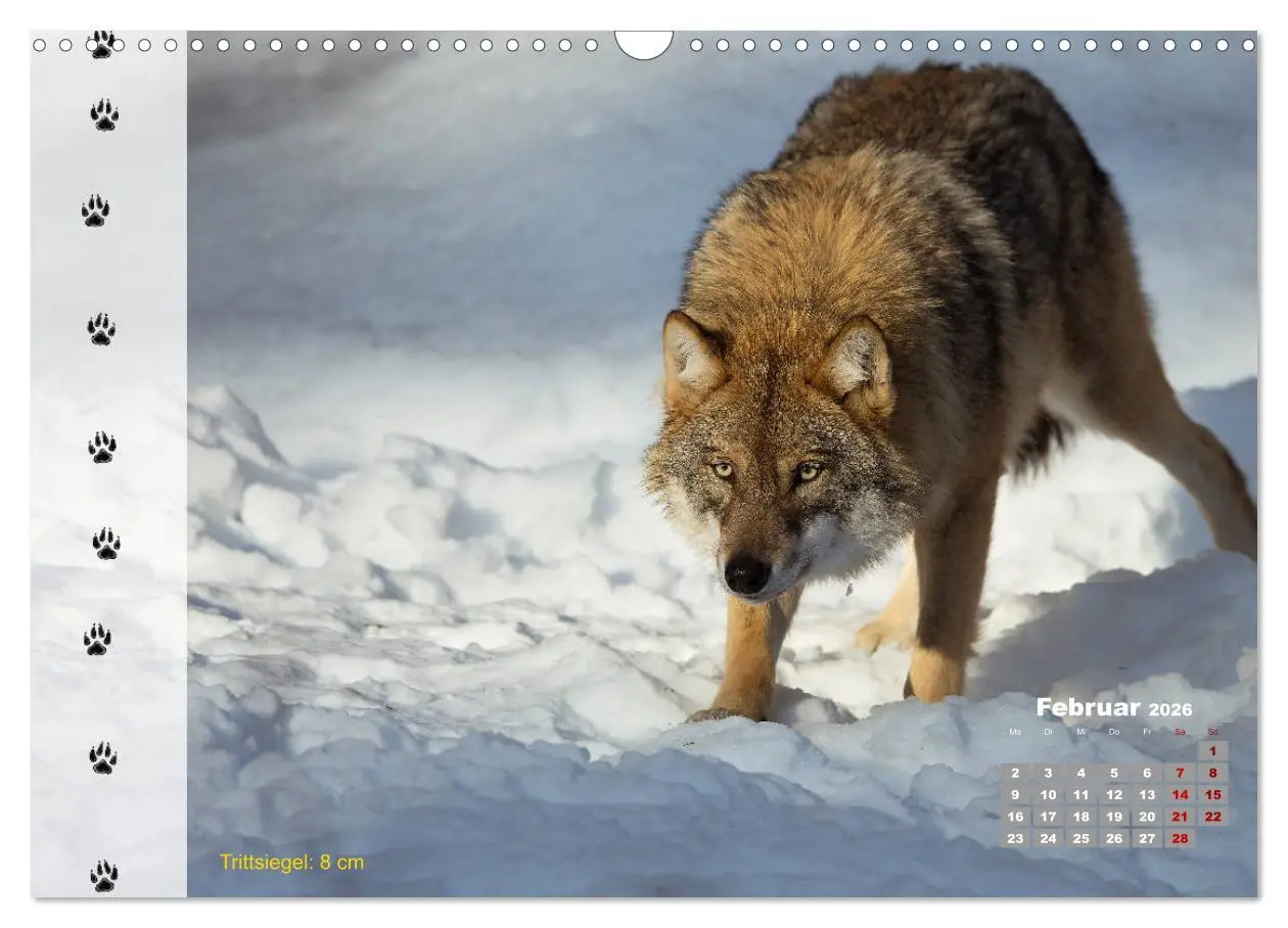 Bild: 9783457866375 | Tierspuren in der Natur (Wandkalender 2026 DIN A3 quer), CALVENDO...