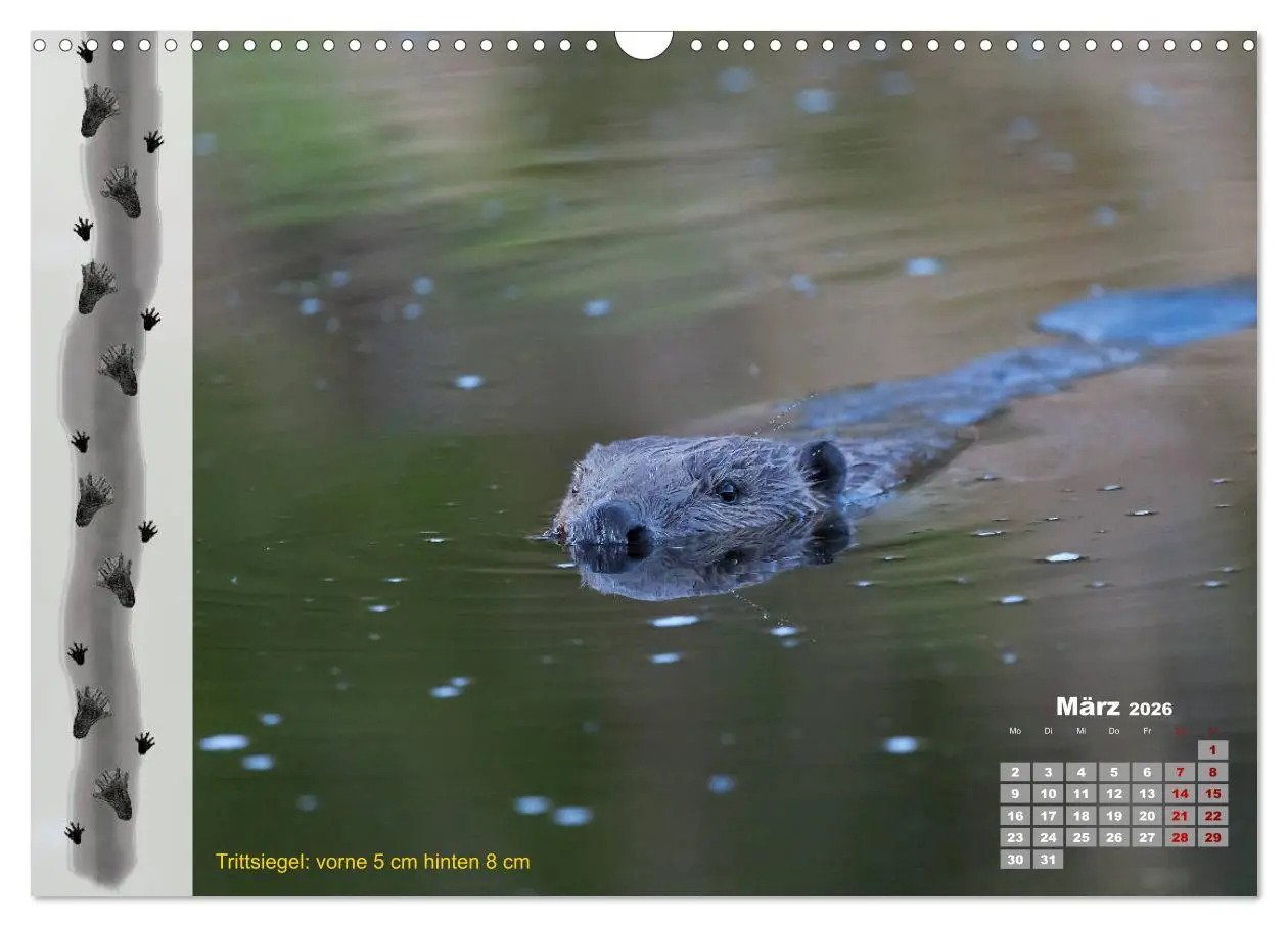 Bild: 9783457866375 | Tierspuren in der Natur (Wandkalender 2026 DIN A3 quer), CALVENDO...