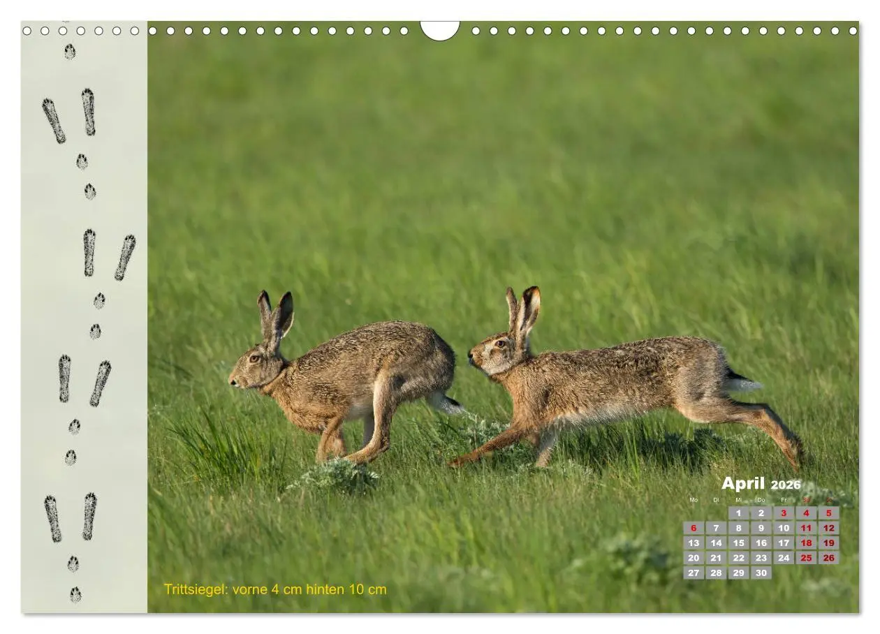 Bild: 9783457866375 | Tierspuren in der Natur (Wandkalender 2026 DIN A3 quer), CALVENDO...