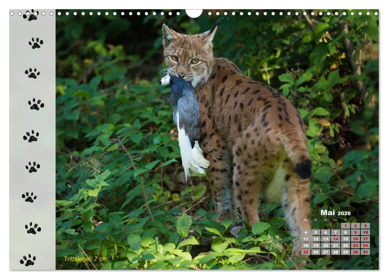 Bild: 9783457866375 | Tierspuren in der Natur (Wandkalender 2026 DIN A3 quer), CALVENDO...