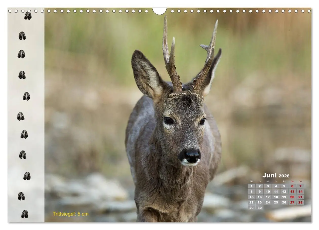 Bild: 9783457866375 | Tierspuren in der Natur (Wandkalender 2026 DIN A3 quer), CALVENDO...