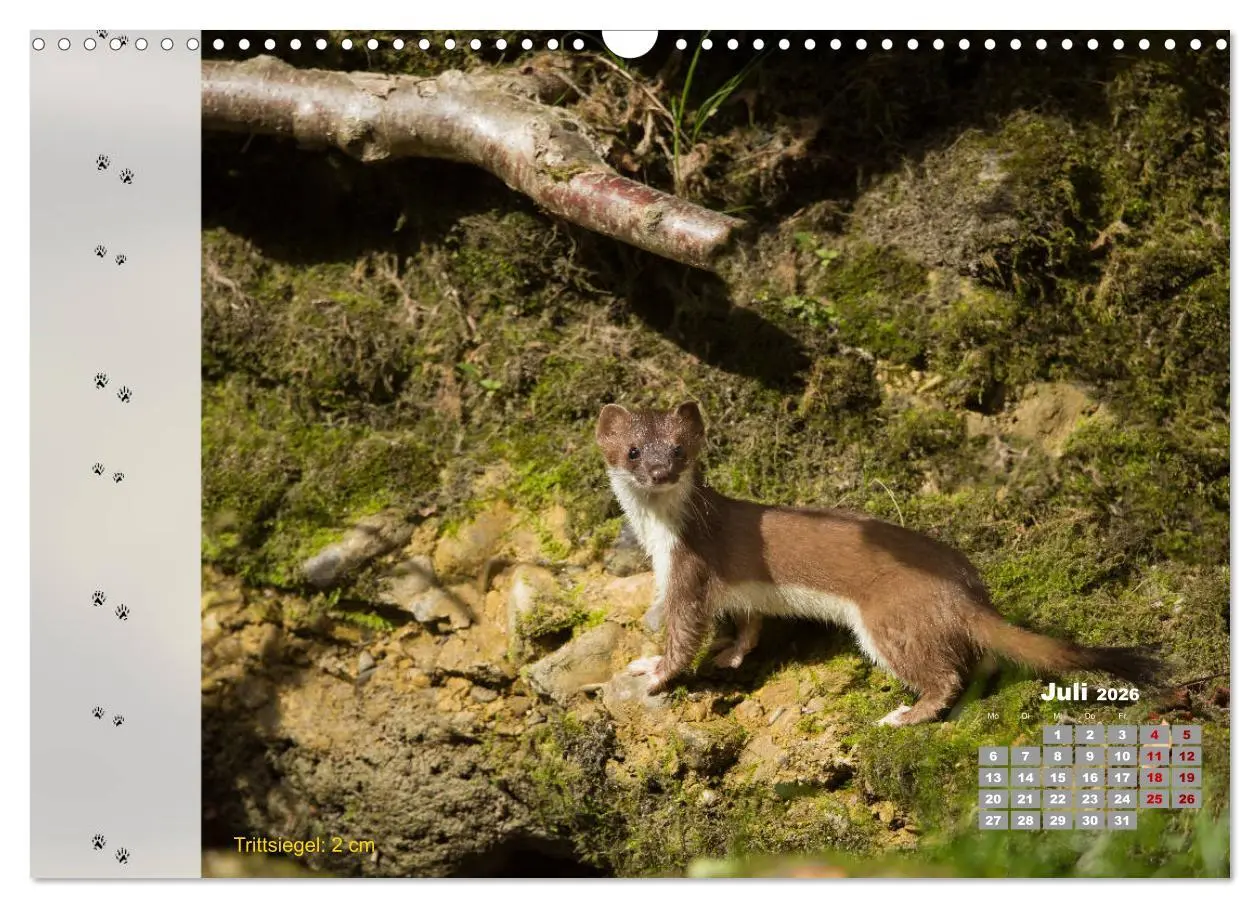 Bild: 9783457866375 | Tierspuren in der Natur (Wandkalender 2026 DIN A3 quer), CALVENDO...