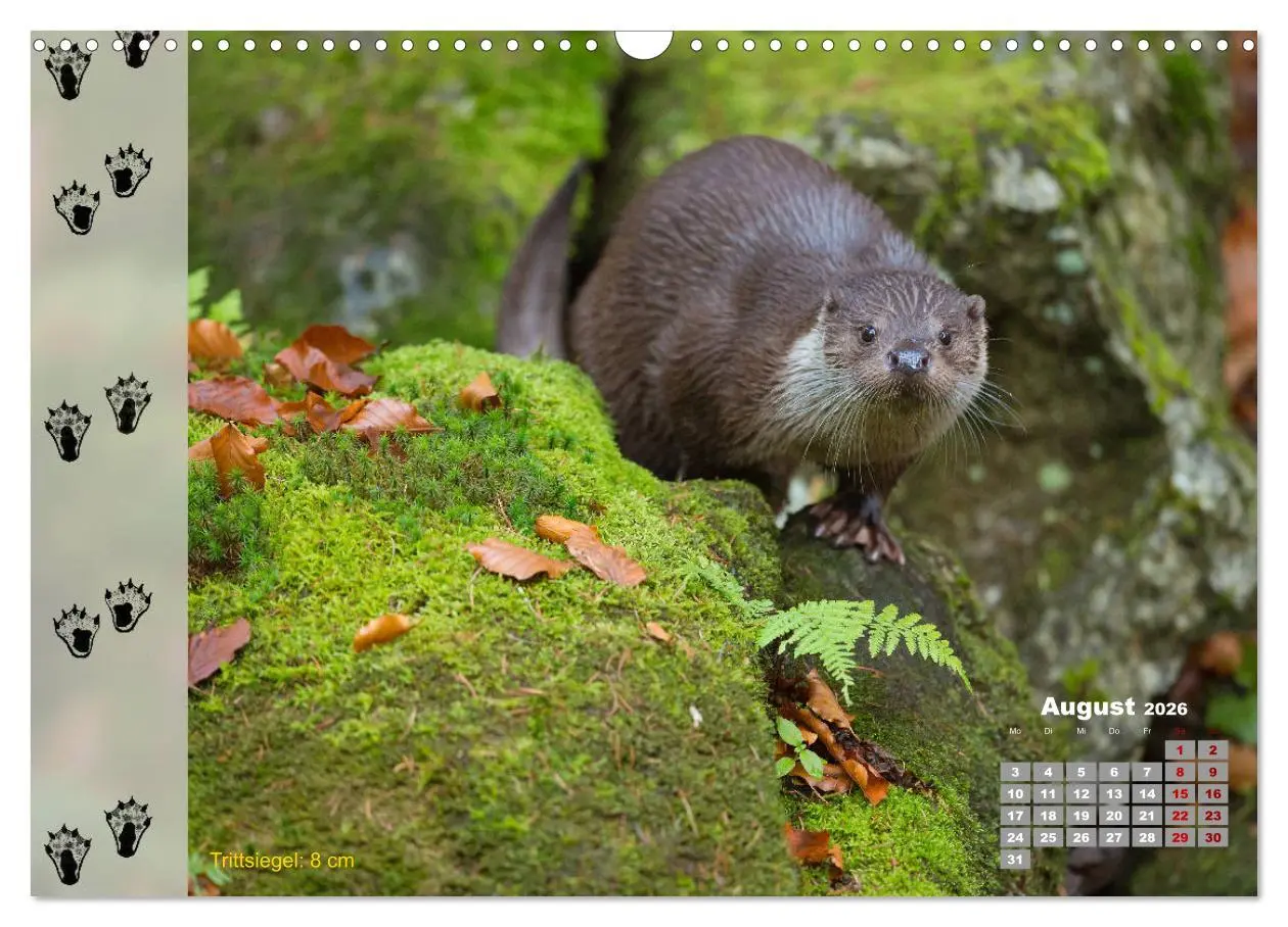 Bild: 9783457866375 | Tierspuren in der Natur (Wandkalender 2026 DIN A3 quer), CALVENDO...