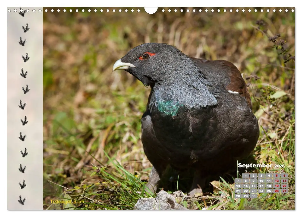 Bild: 9783457866375 | Tierspuren in der Natur (Wandkalender 2026 DIN A3 quer), CALVENDO...