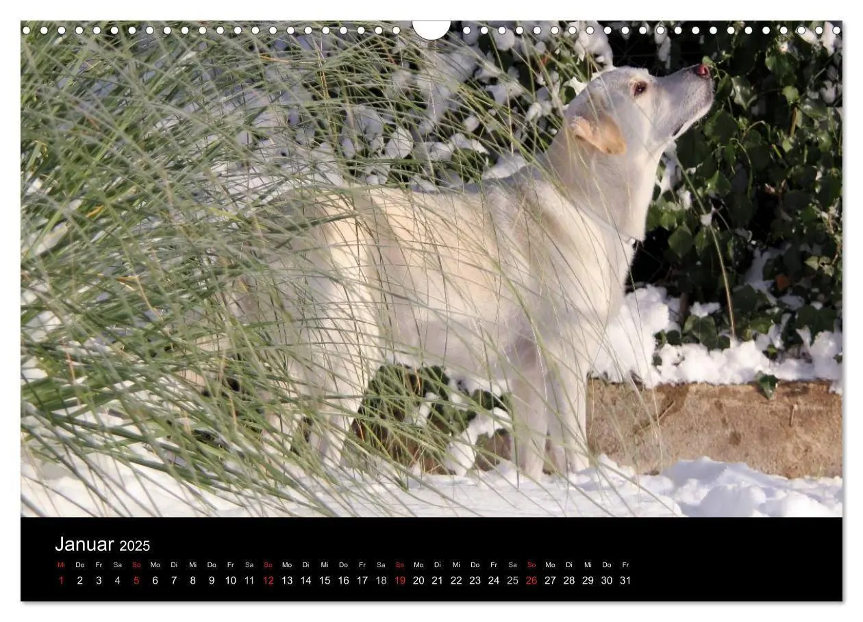 Bild: 9783435756575 | Labrador Retriever 2025 (Wandkalender 2025 DIN A3 quer), CALVENDO...