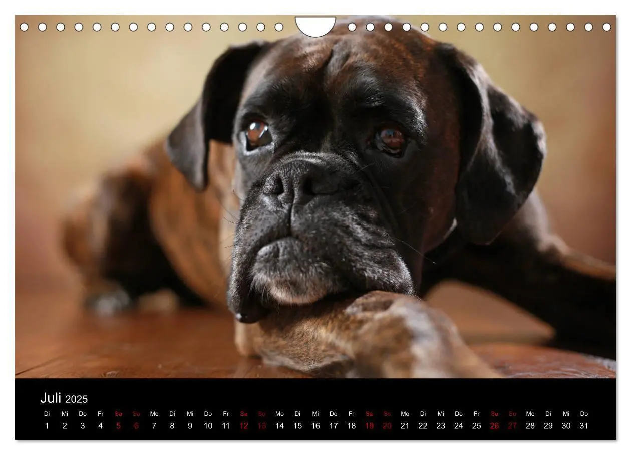 Bild: 9783435436675 | Liebenswerte Boxer (Wandkalender 2025 DIN A4 quer), CALVENDO...
