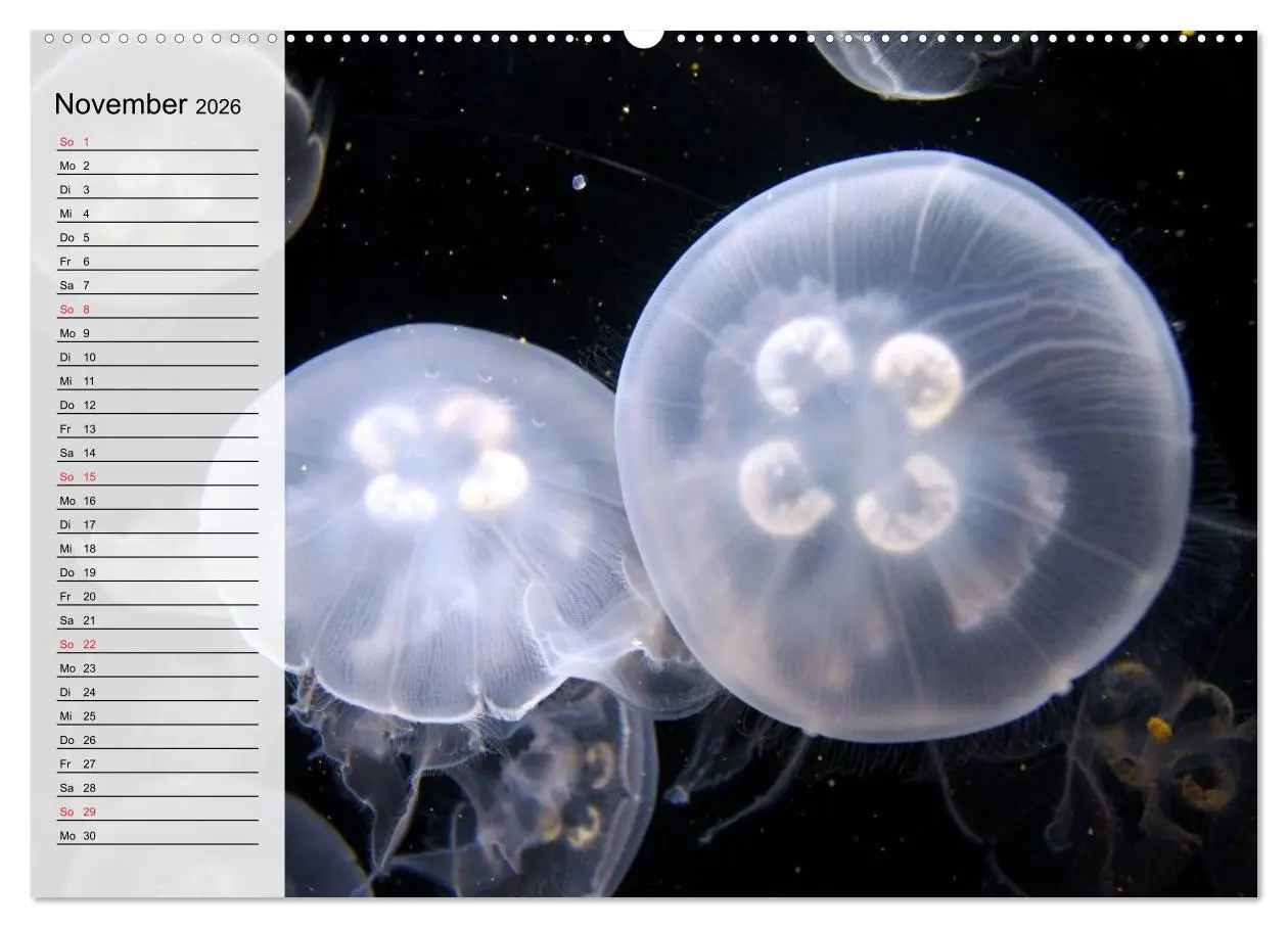 Bild: 9783457996775 | Quallen. Die Welt der Medusen (Wandkalender 2026 DIN A2 quer),...