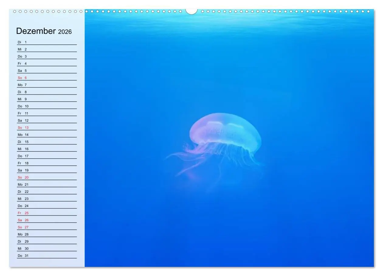 Bild: 9783457996775 | Quallen. Die Welt der Medusen (Wandkalender 2026 DIN A2 quer),...