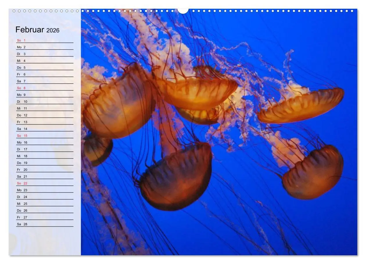 Bild: 9783457996775 | Quallen. Die Welt der Medusen (Wandkalender 2026 DIN A2 quer),...