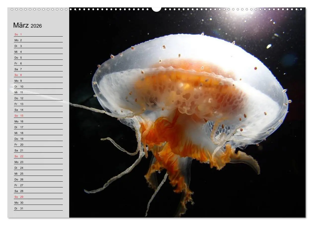 Bild: 9783457996775 | Quallen. Die Welt der Medusen (Wandkalender 2026 DIN A2 quer),...