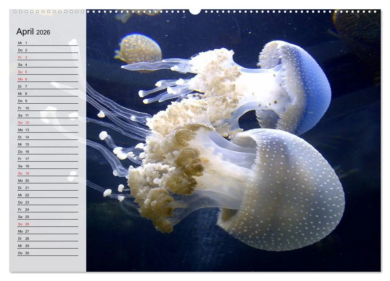 Bild: 9783457996775 | Quallen. Die Welt der Medusen (Wandkalender 2026 DIN A2 quer),...