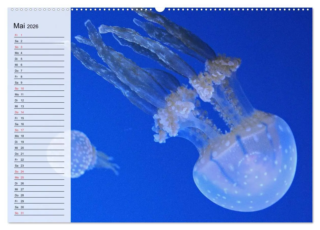 Bild: 9783457996775 | Quallen. Die Welt der Medusen (Wandkalender 2026 DIN A2 quer),...