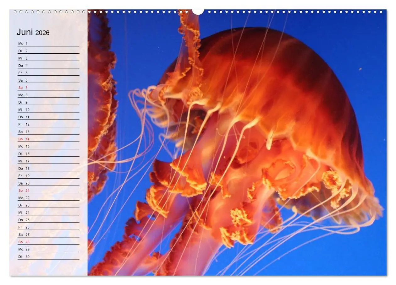 Bild: 9783457996775 | Quallen. Die Welt der Medusen (Wandkalender 2026 DIN A2 quer),...