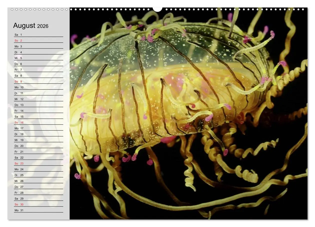 Bild: 9783457996775 | Quallen. Die Welt der Medusen (Wandkalender 2026 DIN A2 quer),...