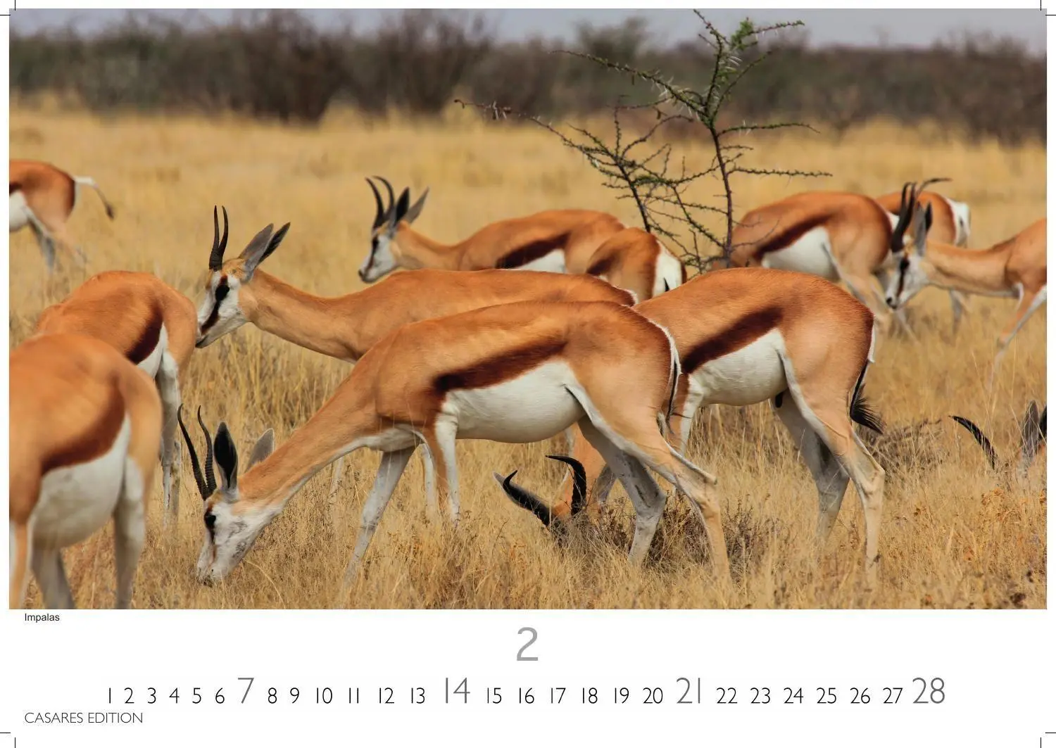 Bild: 9781835247075 | Kenia &amp; Serengheti Kalender 2027 - Wandkalender Fotokalender Afrika...