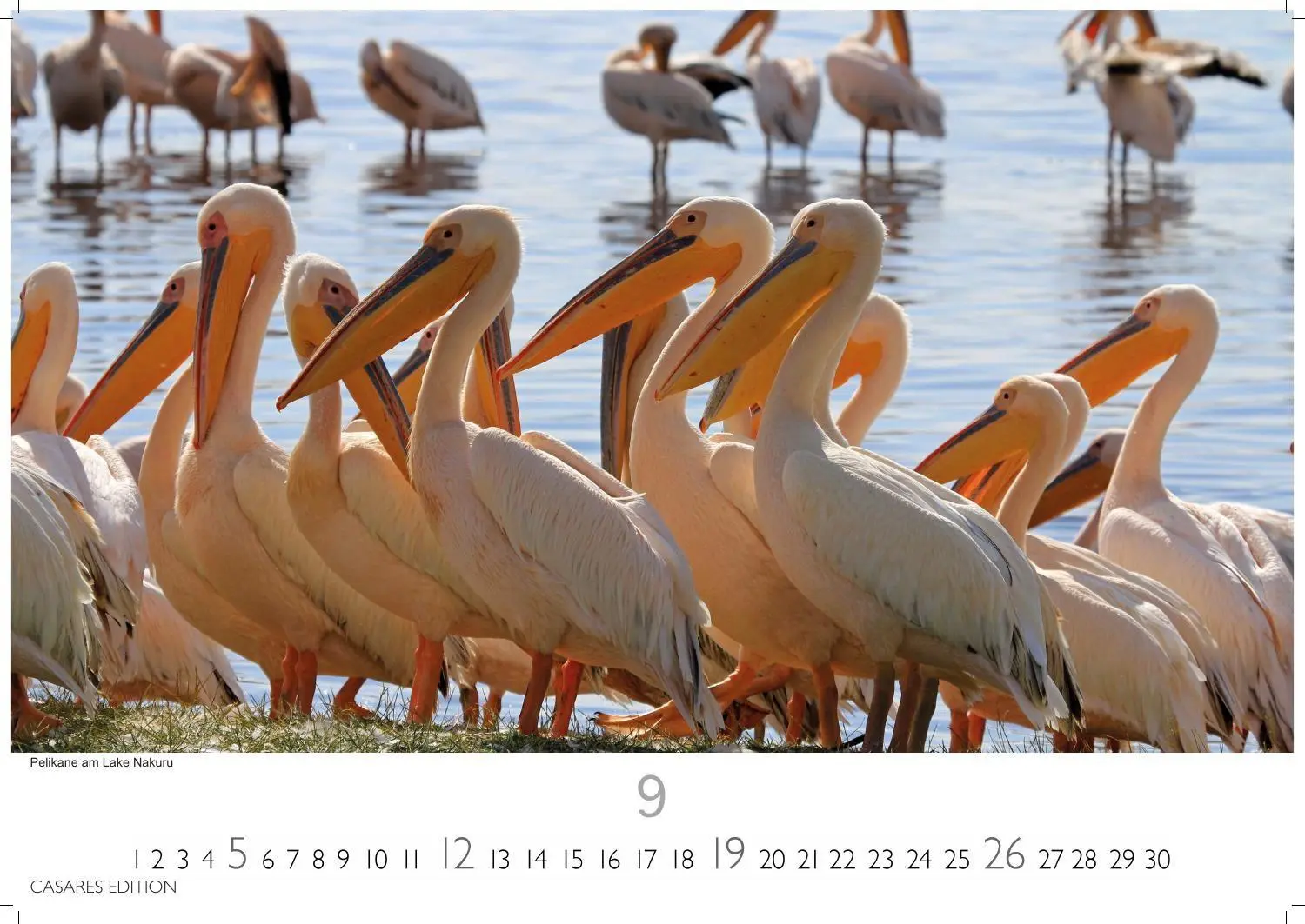 Bild: 9781835247075 | Kenia &amp; Serengheti Kalender 2027 - Wandkalender Fotokalender Afrika...