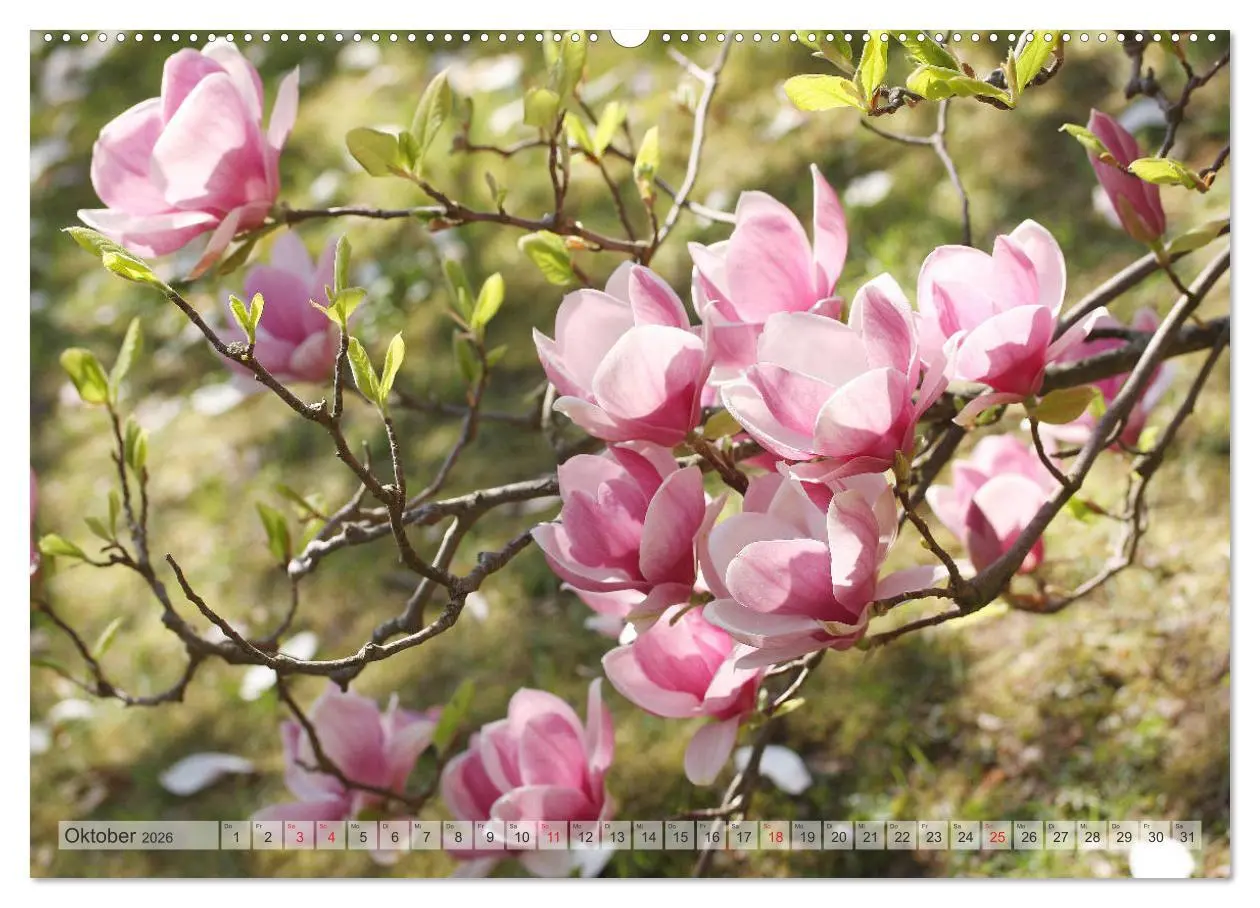 Bild: 9783457797075 | Magnolien Ein Blütenrausch (Wandkalender 2026 DIN A2 quer),...