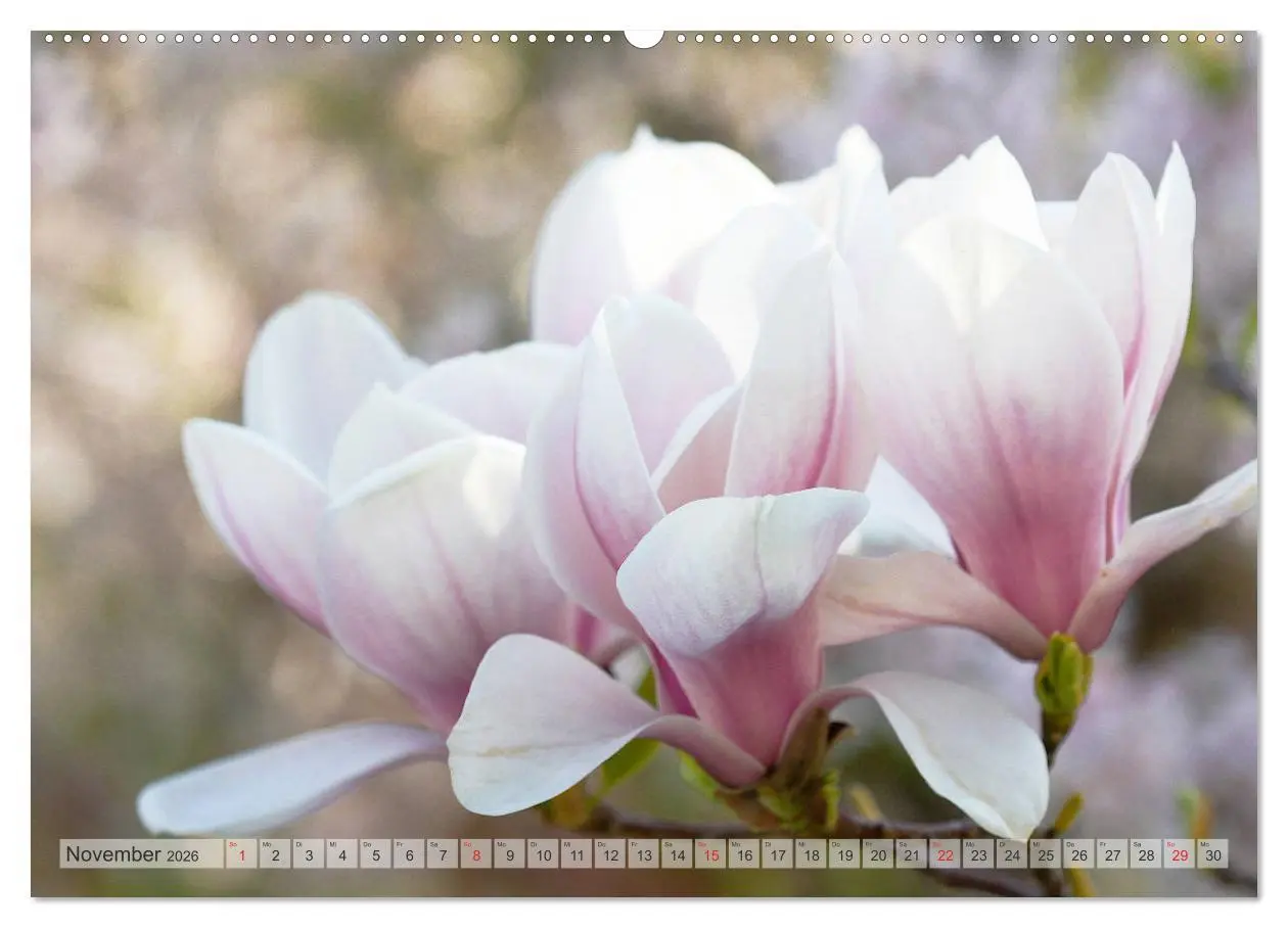 Bild: 9783457797075 | Magnolien Ein Blütenrausch (Wandkalender 2026 DIN A2 quer),...