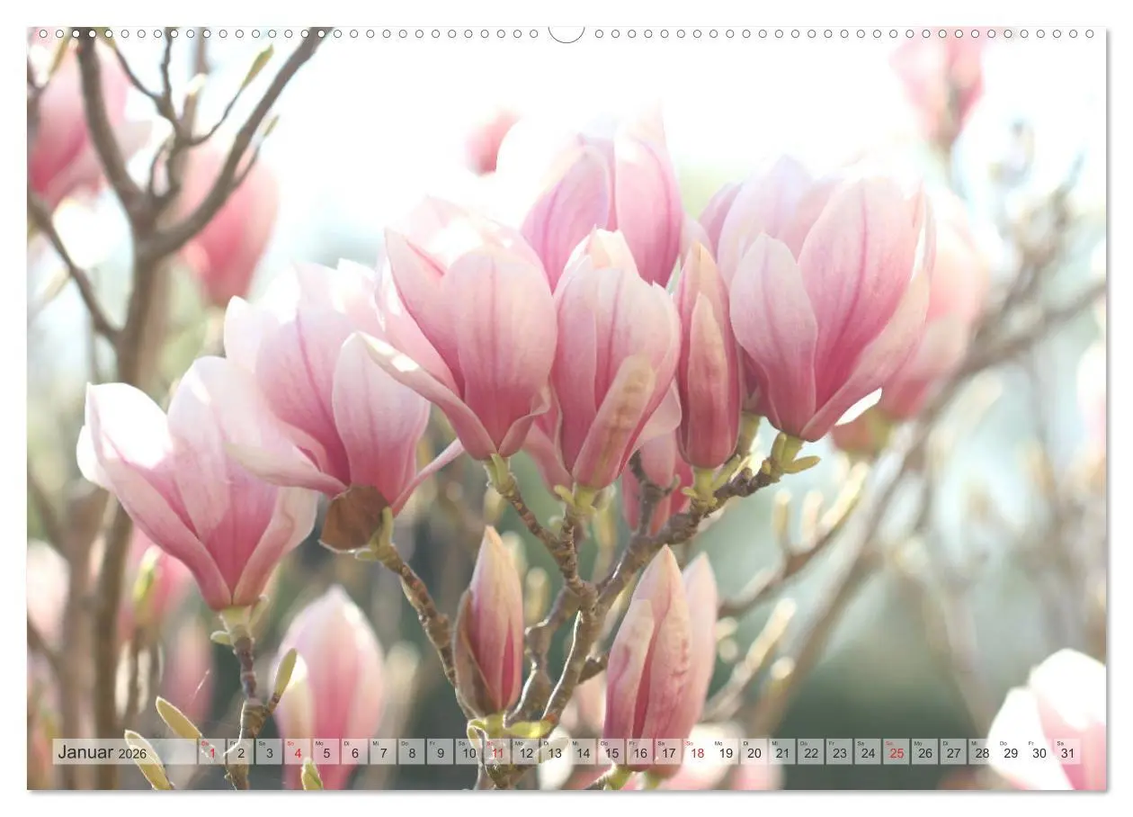 Bild: 9783457797075 | Magnolien Ein Blütenrausch (Wandkalender 2026 DIN A2 quer),...