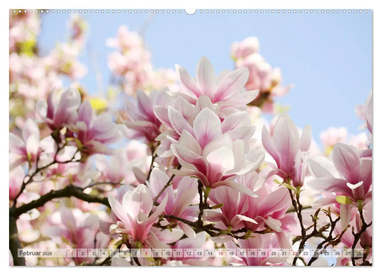 Bild: 9783457797075 | Magnolien Ein Blütenrausch (Wandkalender 2026 DIN A2 quer),...