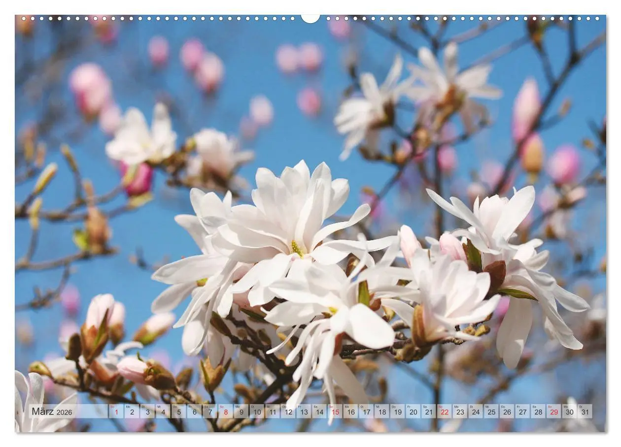 Bild: 9783457797075 | Magnolien Ein Blütenrausch (Wandkalender 2026 DIN A2 quer),...