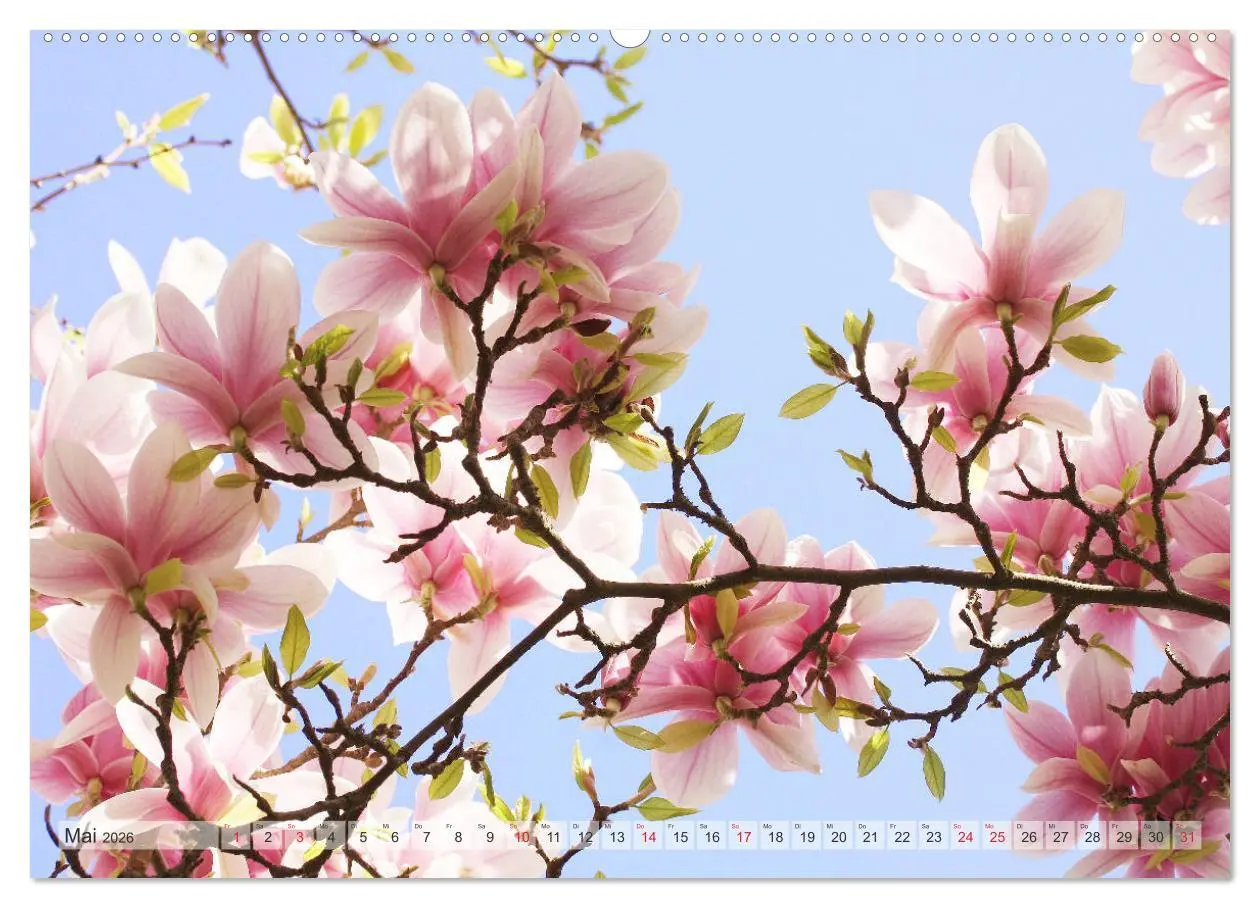 Bild: 9783457797075 | Magnolien Ein Blütenrausch (Wandkalender 2026 DIN A2 quer),...