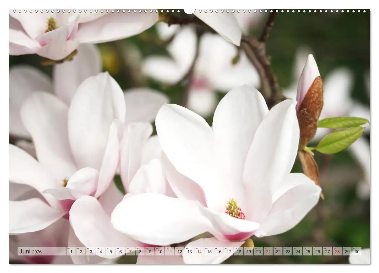 Bild: 9783457797075 | Magnolien Ein Blütenrausch (Wandkalender 2026 DIN A2 quer),...