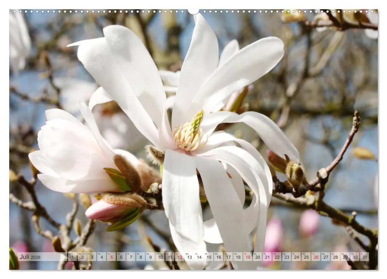Bild: 9783457797075 | Magnolien Ein Blütenrausch (Wandkalender 2026 DIN A2 quer),...