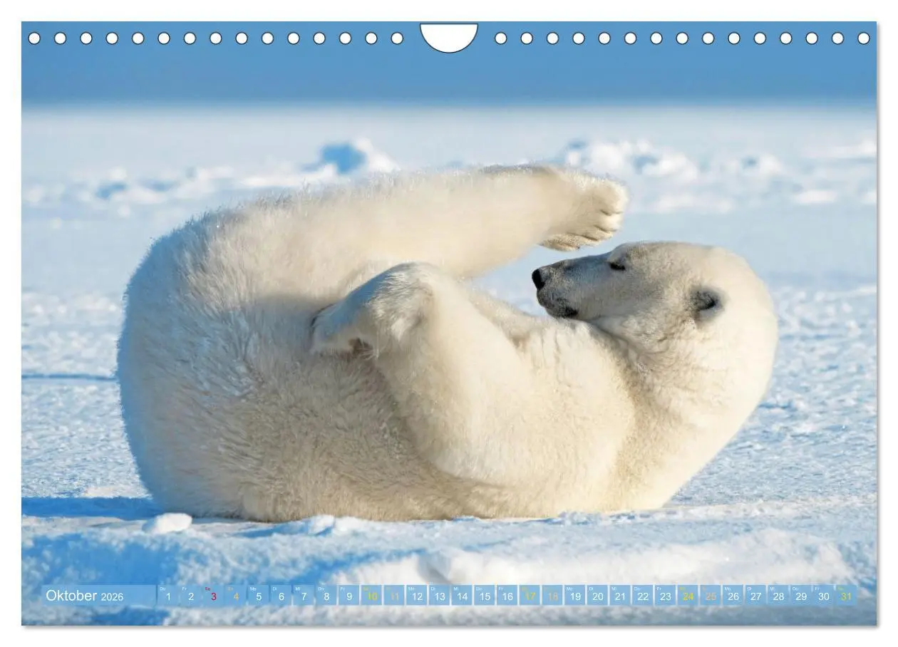 Bild: 9783516647075 | Eisbären: Lebenskünstler im Eis (Wandkalender 2026 DIN A4 quer),...