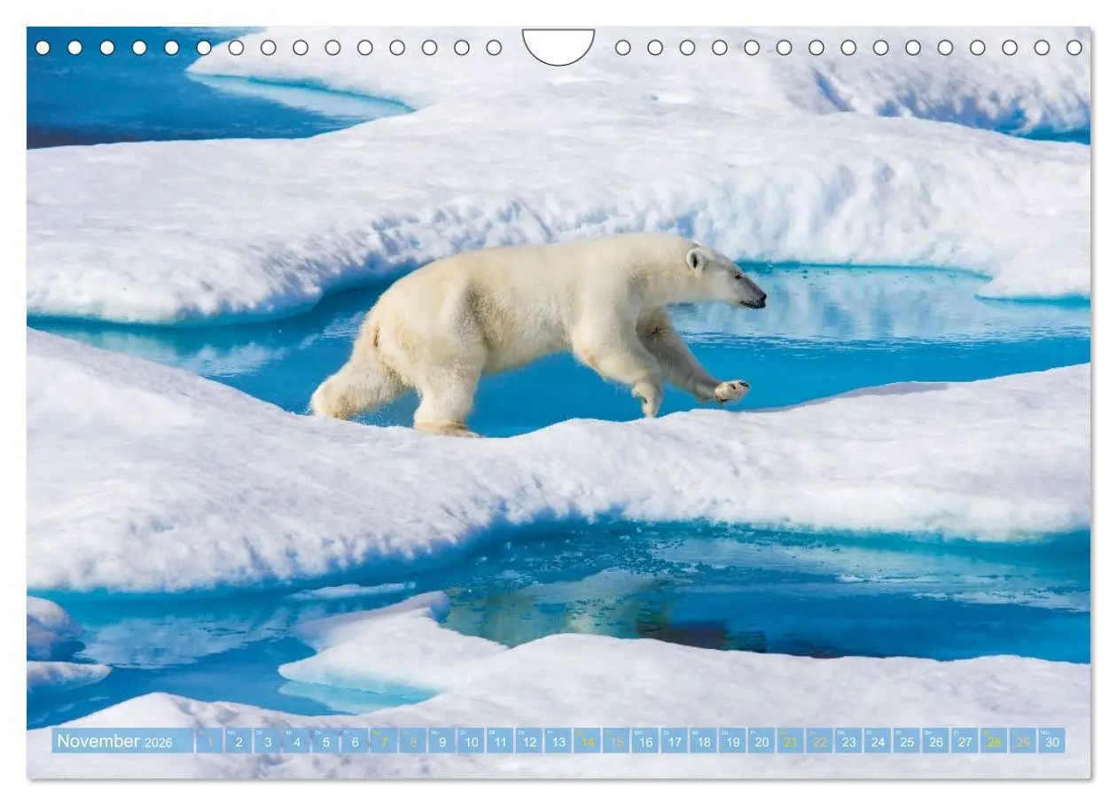 Bild: 9783516647075 | Eisbären: Lebenskünstler im Eis (Wandkalender 2026 DIN A4 quer),...