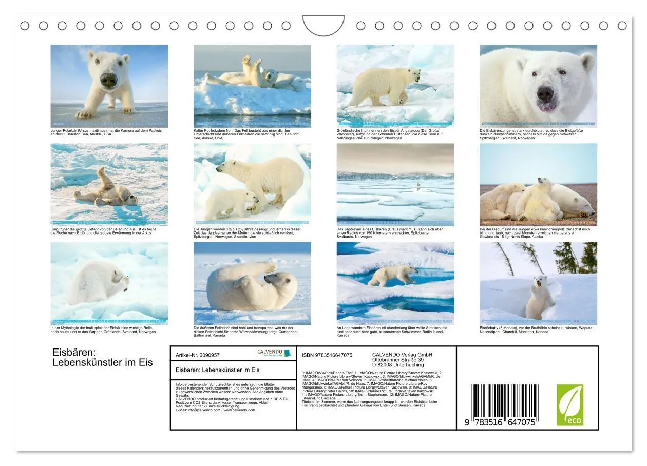 Bild: 9783516647075 | Eisbären: Lebenskünstler im Eis (Wandkalender 2026 DIN A4 quer),...
