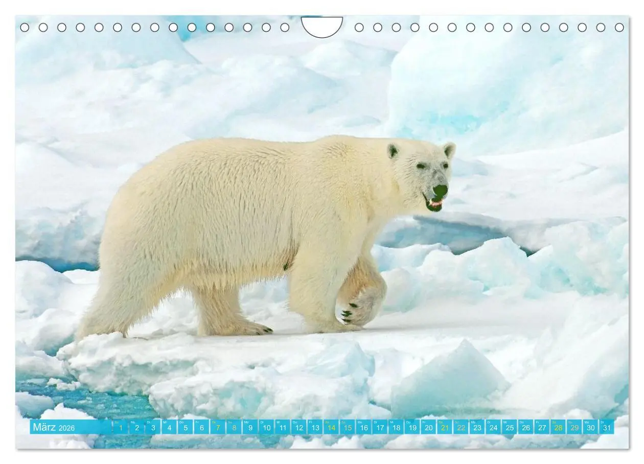 Bild: 9783516647075 | Eisbären: Lebenskünstler im Eis (Wandkalender 2026 DIN A4 quer),...