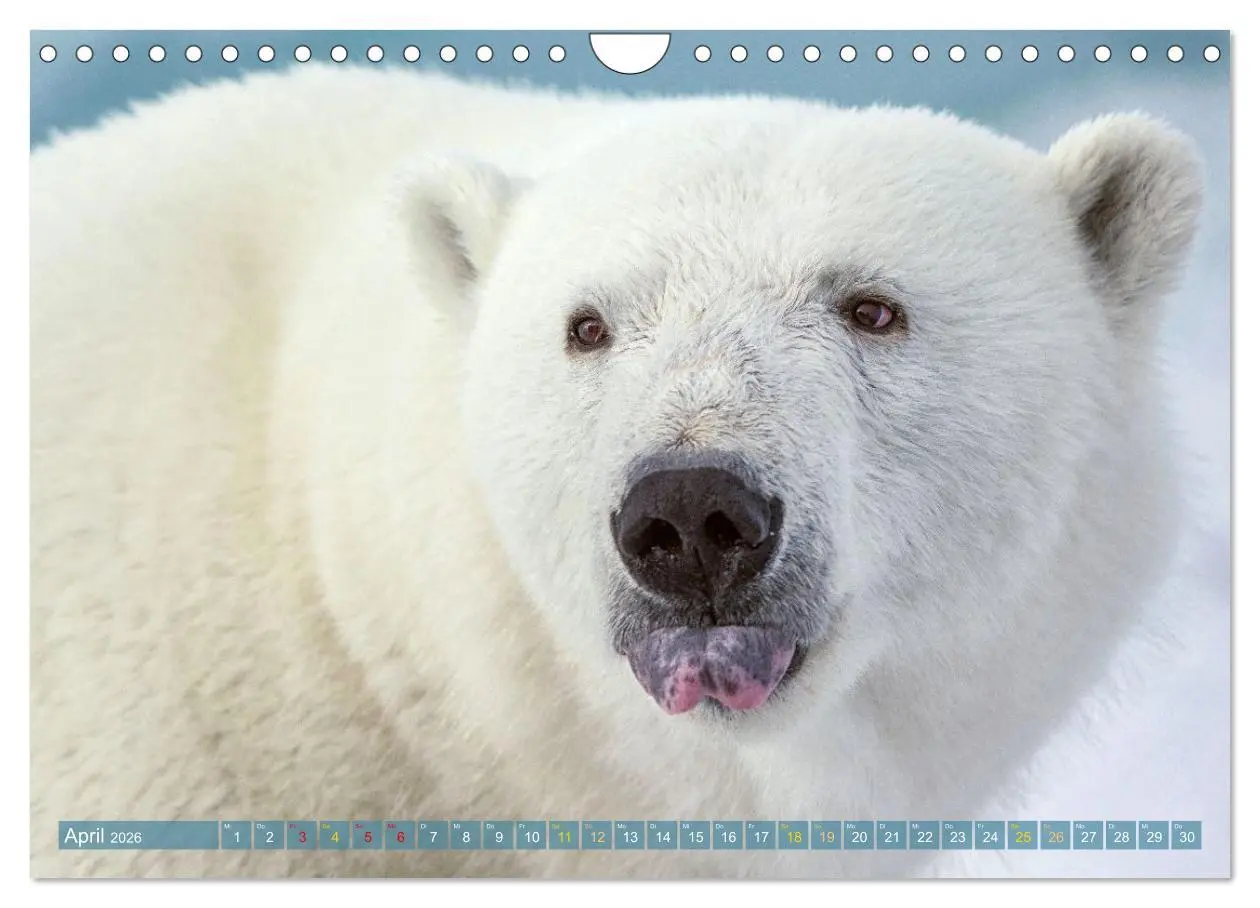 Bild: 9783516647075 | Eisbären: Lebenskünstler im Eis (Wandkalender 2026 DIN A4 quer),...