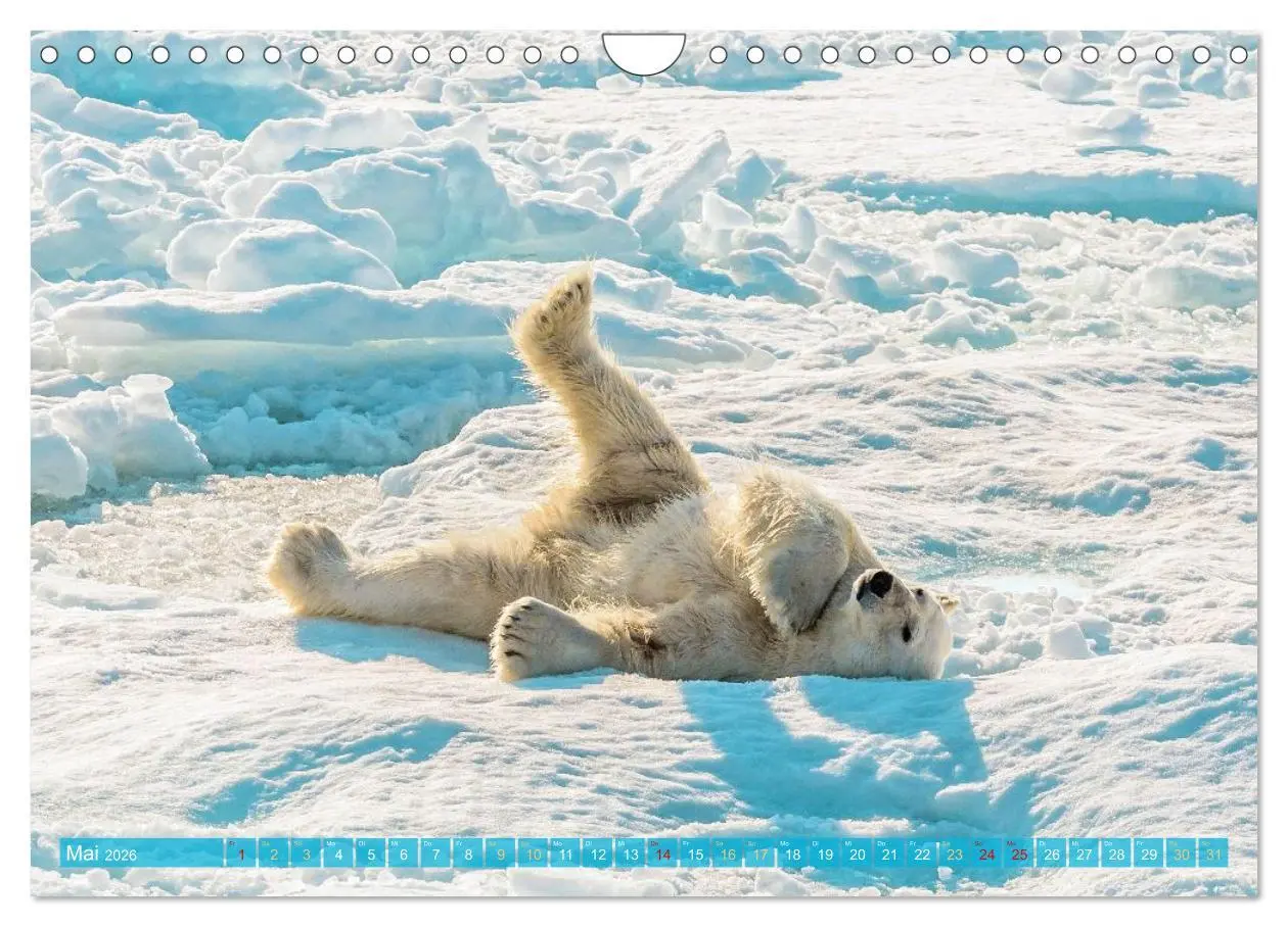Bild: 9783516647075 | Eisbären: Lebenskünstler im Eis (Wandkalender 2026 DIN A4 quer),...