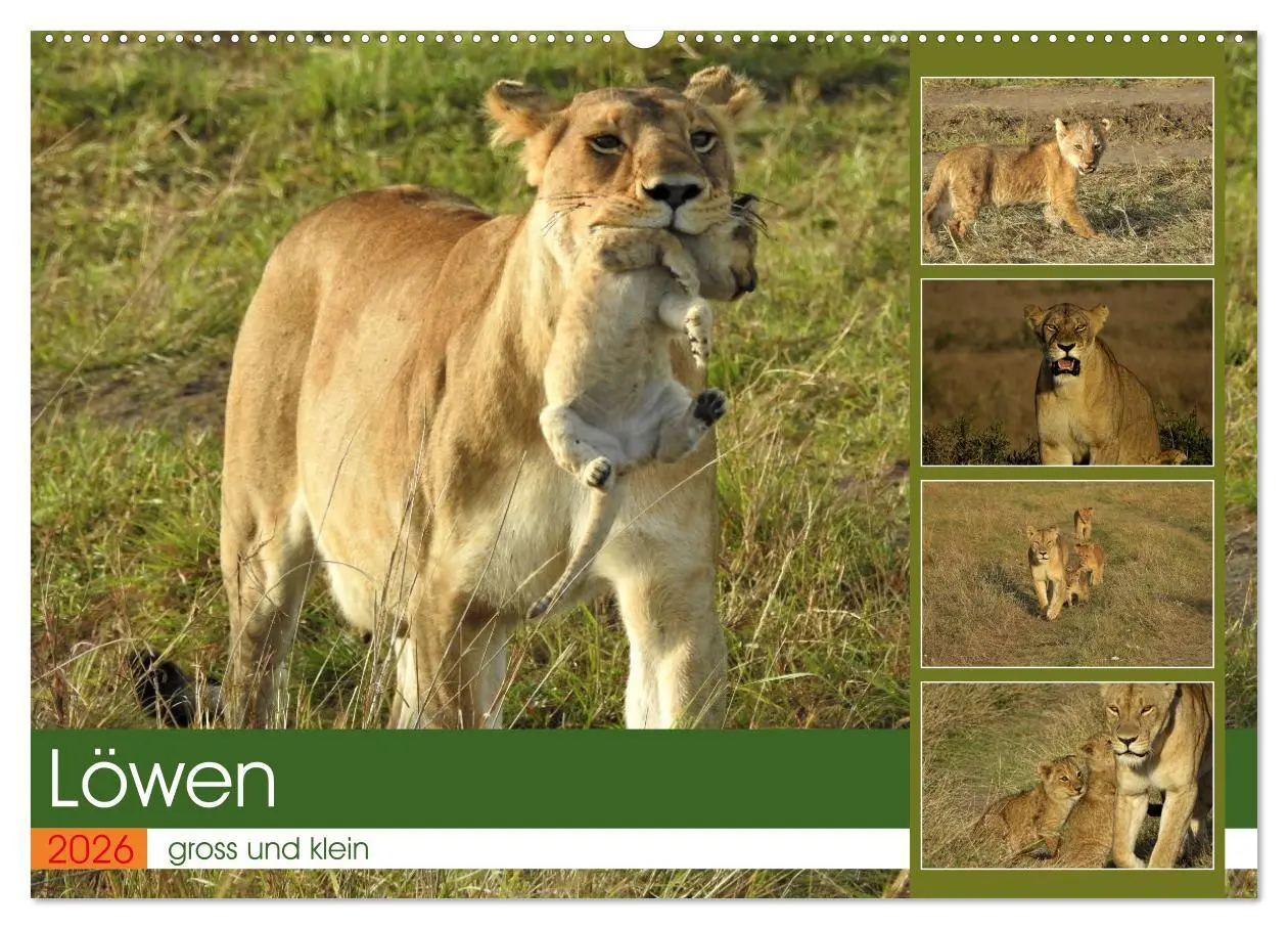 Cover: 9783457537275 | Löwen - gross und klein (Wandkalender 2026 DIN A2 quer), CALVENDO...