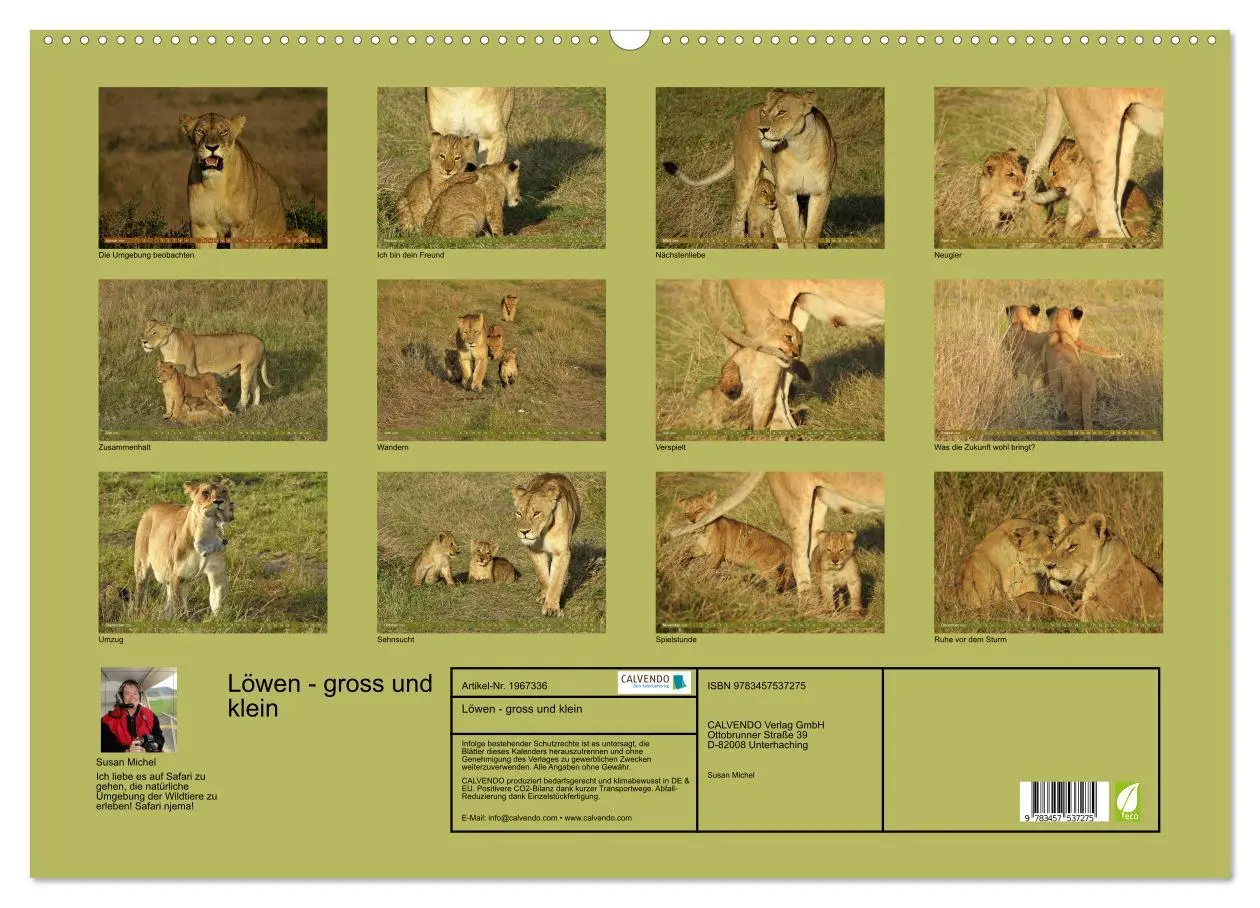 Bild: 9783457537275 | Löwen - gross und klein (Wandkalender 2026 DIN A2 quer), CALVENDO...