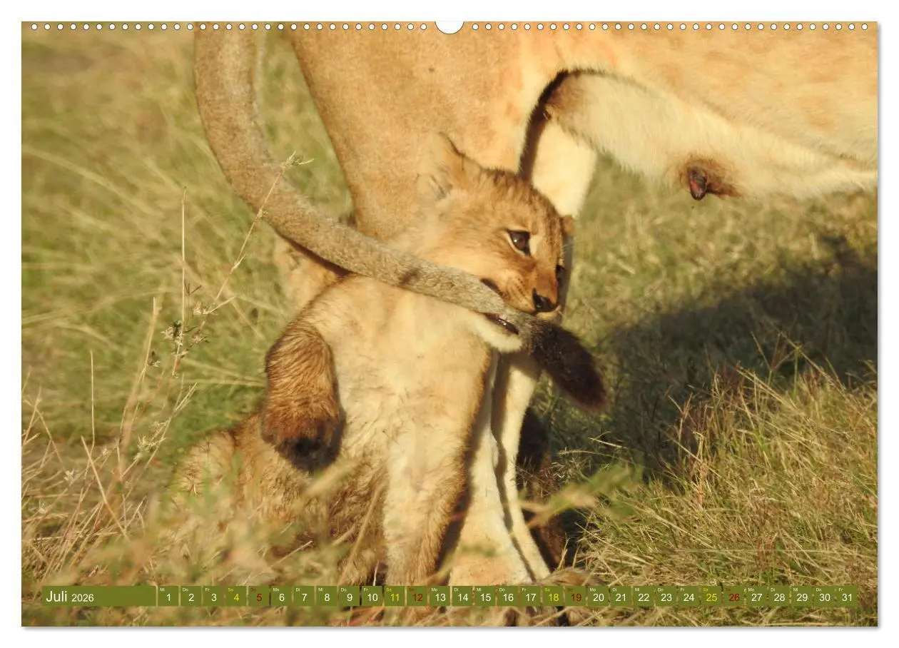 Bild: 9783457537275 | Löwen - gross und klein (Wandkalender 2026 DIN A2 quer), CALVENDO...
